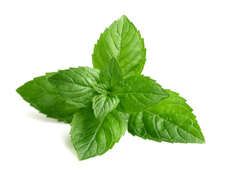 FOR THE LOVE OF MINT SCENT COLLECTION - Zandra